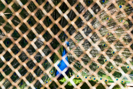 Adult peacock sitting in a cage of a zoo with beautiful plumage, close-up of a bird behind a metal grid, focus on a wild animalの写真素材