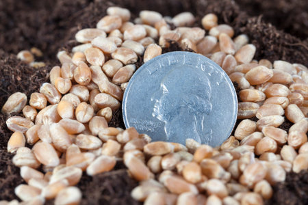 American cents sticking in the ground along with wheat grains, close-up on an agricultural field,...