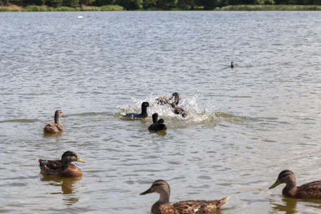 wild nature with waterfowl ducks, small wild ducks in spring or summer in nature, beautiful wild ducks in nature in the lakeの写真素材