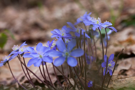 forest plants in the spring in the forest, the first blue forest flowers in the spring season