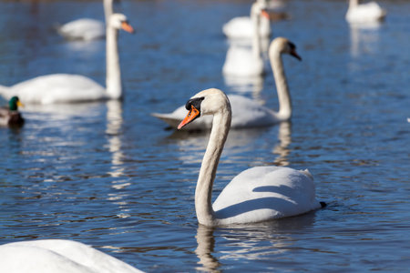 floating on the water a group of white Swan, the spring season birds, wildlife with swans and waterfowl during the spring breeding