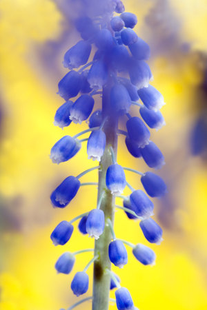 close-up of flowers Muscari with a large number of inflorescences and a pleasant aroma, Muscari beautiful first spring flowers of purple colorの写真素材