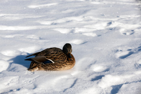ducks sit in the snow in the winter season, cold frosty weather, ducks sit on the bank of a freezing river, ducks wait for the townspeople to feed themの写真素材
