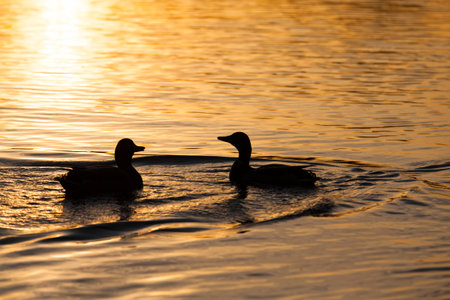 wild ducks floating on the lake, beautiful waterfowl ducks in the water, floating wild ducks in the water of the lake or riverの写真素材