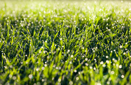 small drops of water on the green grass of wheat after the melting of ice and frost during the thaw, close-up on the agricultural field with wheat and barley forageの写真素材