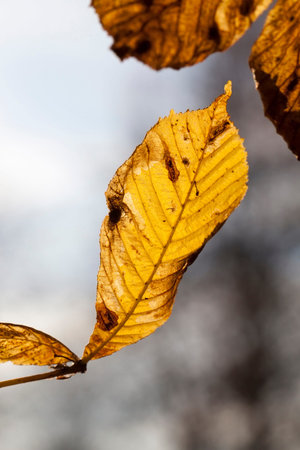 features of autumn weather in the forest or in the Park, trees with colorful multi-colored foliage