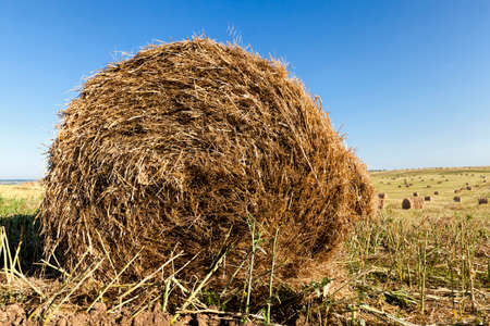 agricultural activity to get a rapeseed crop, and the straw from rapeseed is collected for use in the next year, a stack of rapeseed strawの写真素材