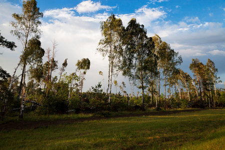 real nature with trees and grass in summer , Beautiful nature to watch