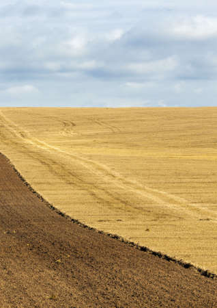 an agricultural field on which crops of cereals, wheat or rye, agricultural activities in Europe in the Eastの写真素材