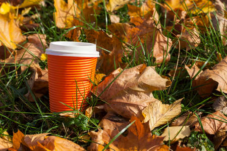 orange cups lie in the grass and yellow autumn leaves, close-upの写真素材