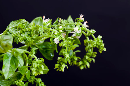 fragrant and very delicious Basil spice, used in cooking during cooking as a spice, green leaves during flowering Basil spiceの写真素材