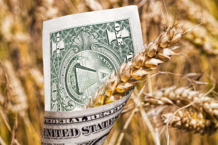 green and yellow oats or other cereals on agricultural land, farming for yield and profit, money in rural economy, cash dollarsの写真素材