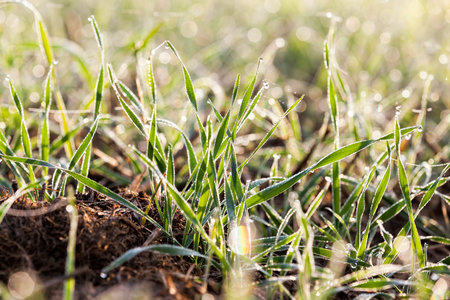winter wheat covered with ice crystals and frost in the winter, closeup on agricultural fields in...