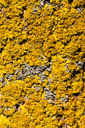 yellow extensive lichen on the bark of trees in the forest, lichen grows on the surface of the trunk...