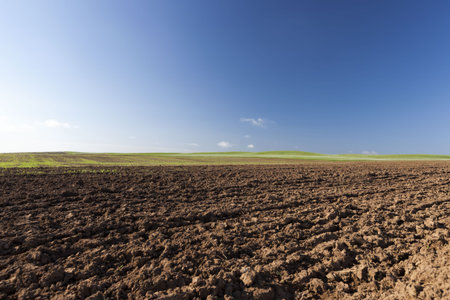 an agricultural field on which crops of cereals, wheat or rye, agricultural activities in Europe in...