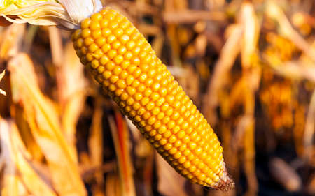 corn agricultural field, corn is ripe but the cobs with seeds are covered with mold and fungus, the autumn season, spoiled cropの写真素材