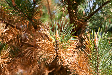 yellowed and drying needles on coniferous trees in the forest, close up of pine and spruce with a change in the color of the needlesの写真素材