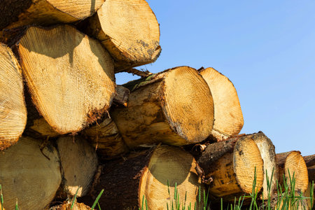 trunks of natural pine wood with annual rings during logging for woodworking in forest production