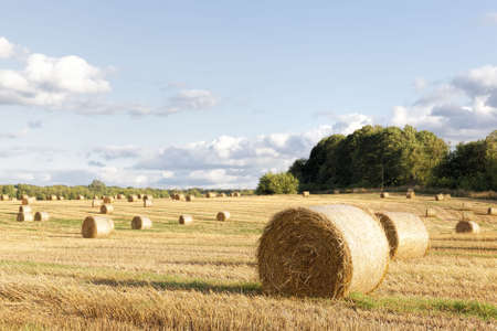 an agricultural field on which crops of cereals, wheat or rye, agricultural activities in Europe in the Eastの写真素材
