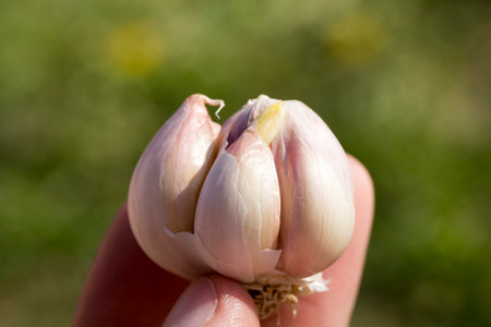 ripe real garlic, for cooking and sauces, close-up of food of natural origin without GMO in the hand of a person during the harvest, expensive natural foodの写真素材