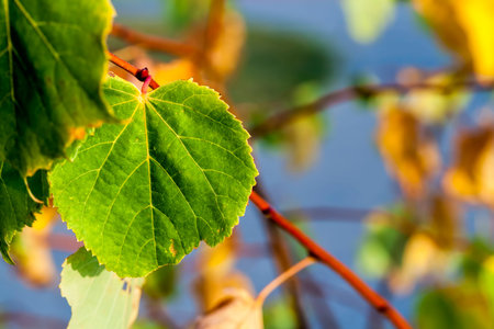 yellowed foliage on a real tree in the autumn, a close up of a tree during leaf fall in the fall in...