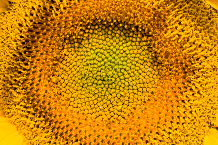 the middle of the inflorescence of yellow sunflowers in the field, growing food, sunflower field during flowering and pollination, close-upの写真素材