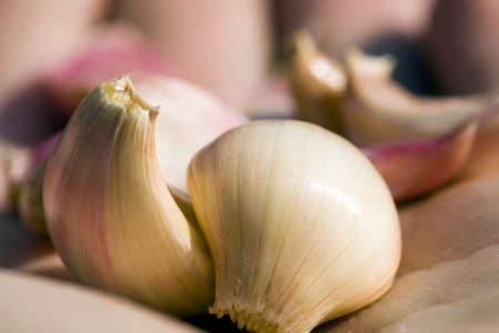 ripe real garlic, for cooking and sauces, close-up of food of natural origin without GMO in the hand of a person during the harvest, expensive natural foodの写真素材
