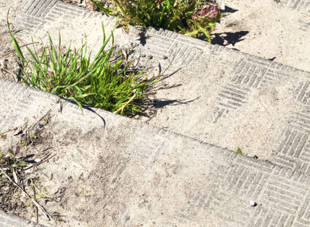 old concrete stairs made on the street and on which grass and other plants grow, close-up in nature on a walkの写真素材