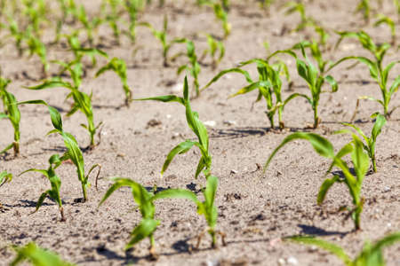 an agricultural field where corn is grown for grain production, farming with fertile soil and obtaining a good crop and product qualityの写真素材