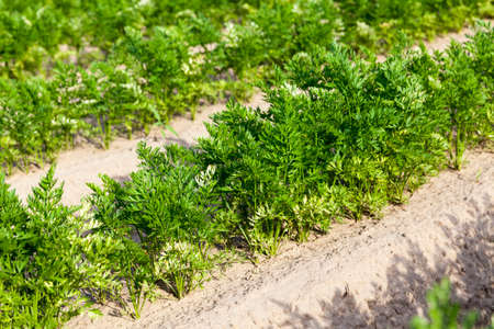 agricultural field with plants that are grown in organic farming without GMO, field and useful and safe foodの写真素材