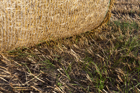 stubble and straw stacks remaining after harvest crops on agricultural land, farming for profit and...