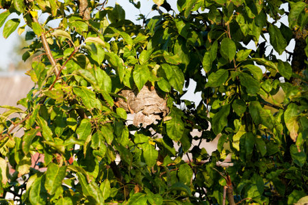 wasp nest made by wasps on a tree in the garden, close up of a hive of wild wasp insectsの写真素材