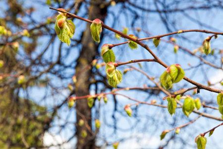 the first young leaves on trees in the spring season, in nature in the spring