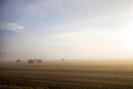 straw stacks on an agricultural field during a fog, agricultural field with stacks after harvestの写真素材