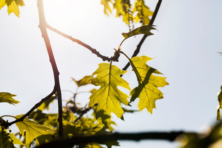beautiful spring oak tree during spring flowering, spring weather in the forest, details