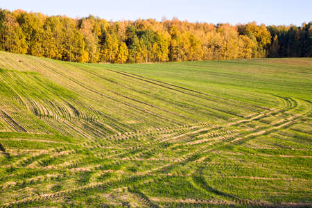 a large number of rut from tractors and other agricultural machinery in the agricultural field; a new crop of wheat is growingの写真素材