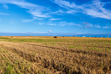 square straw stacks after receiving the grain harvest, the stacks lie on the stubble