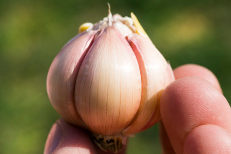 cleaning the head of ripe garlic from the skin, closeupの写真素材