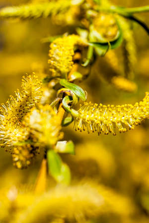 beautiful willow tree during spring flowering, close up of willow with flowers, spring weather in the forest, detailsの写真素材