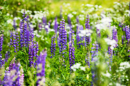 photo of flowering small grass and blue lupine in the spring season, details of a beautiful wild...