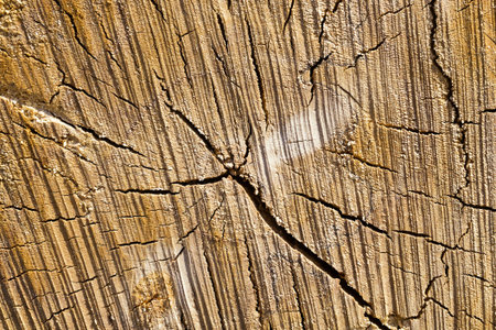 the structure of natural wood with annual rings and cracks, during logging