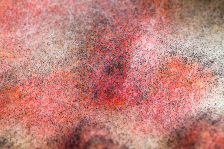 mildew-covered spoiled piece of red watermelon in the summer, closeup selective focusの写真素材