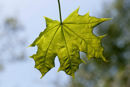 Green maple leaf against the blue sky and other foliage of dark color, spring
