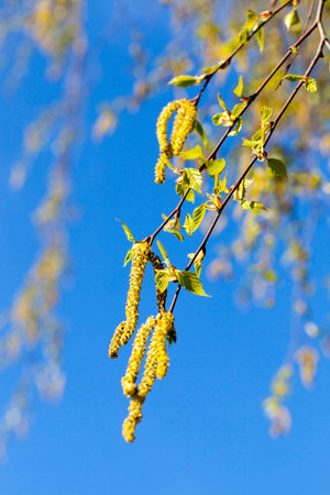 New foliage on birch branches along with long beautiful birch seeds