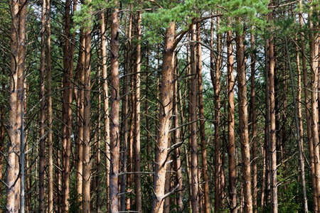 dim weather in the forest, tall pines with green needles, landscapeの写真素材
