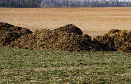 manure from cows on an agricultural field, a pile of natural manure to fertilize the soil on the...