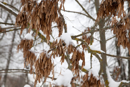 Trees in the winter season in the forest, close-up of bare deciduous trees and vegetation in cloudy...