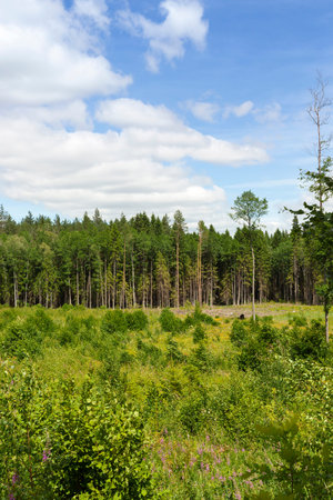 Growing next to old trees and young forest are planted to produce wood, summer landscape