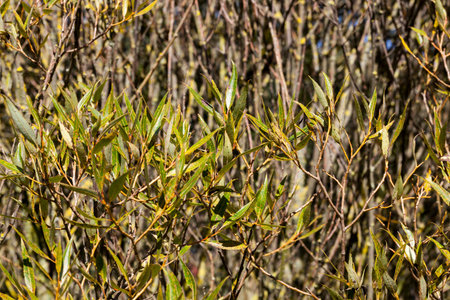 deciduous trees growing without foliage during autumn season, landscape after leaf fall