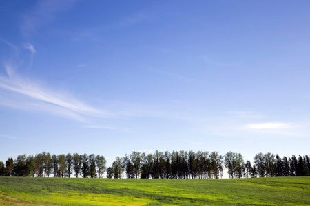 Growing on the horizon of trees in a long row, agricultural field with green cereal, summer...
